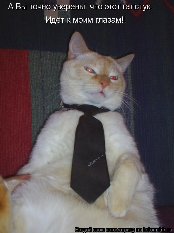 А Вы точно уверены, что этот галстук, Идёт к моим глазам!!... Котоматрица: А Вы точно уверены, что этот галстук, Идёт к моим глазам!!