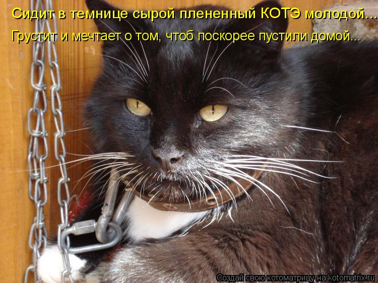 Котоматрица: Сидит в темнице сырой плененный КОТЭ молодой... Грустит и мечтает о том, чтоб поскорее пустили домой...