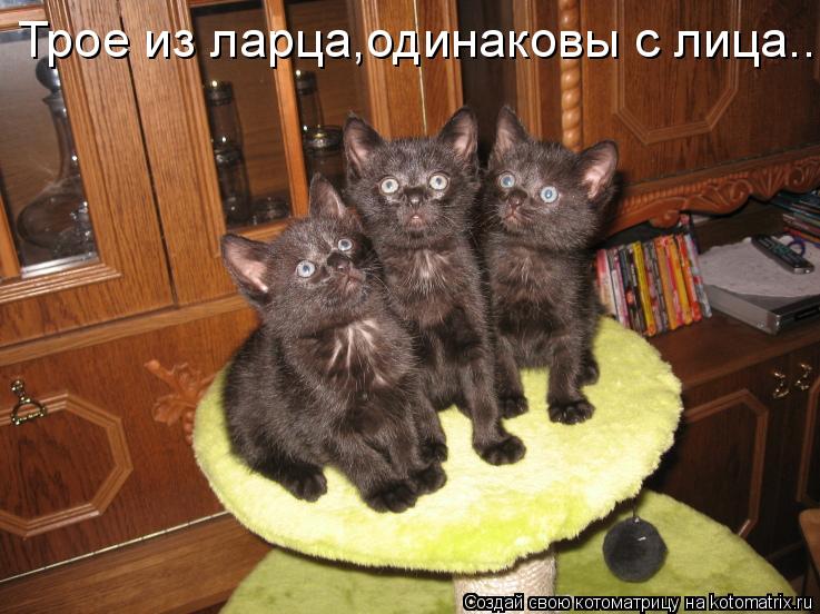 Трое из ларца,одинаковы с лица...... Котоматрица: Трое из ларца,одинаковы с лица...
