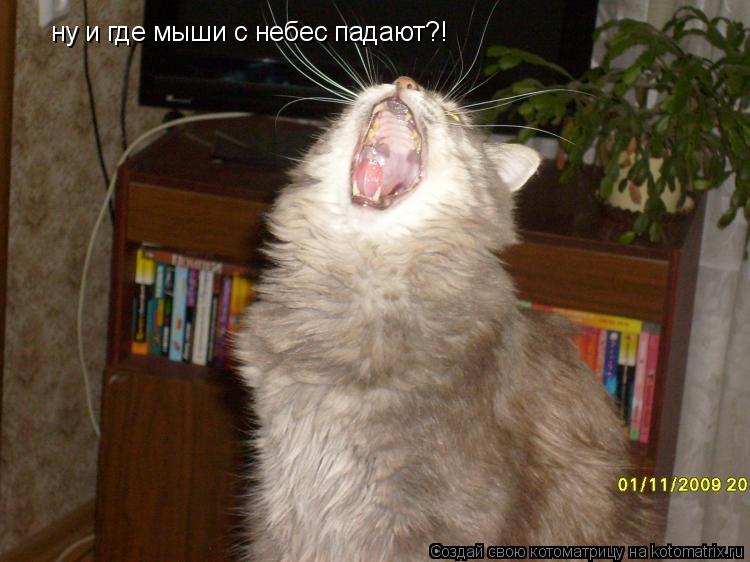 Котоматрица: ну и где мыши с небес падают?!