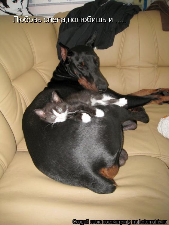 Котоматрица: Любовь слепа,полюбишь и .....