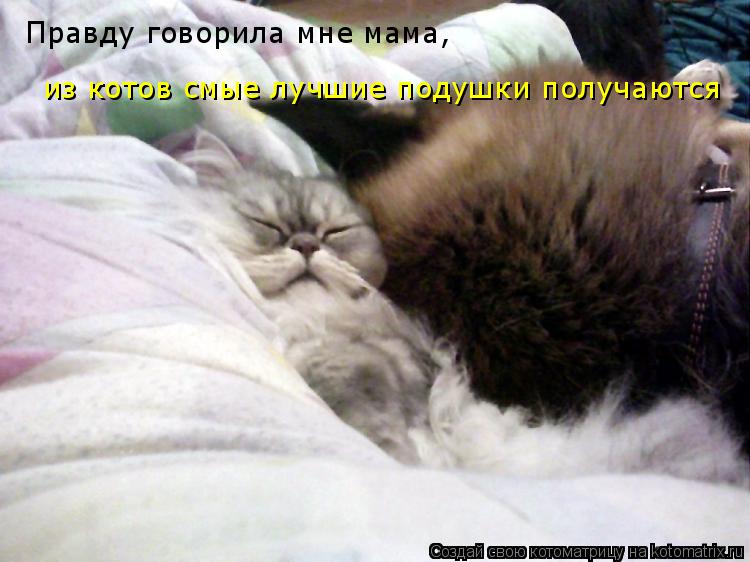Котоматрица: Правду говорила мне мама, из котов смые лучшие подушки получаются