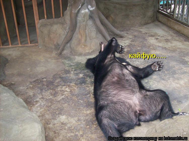 Котоматрица: кайфую.....