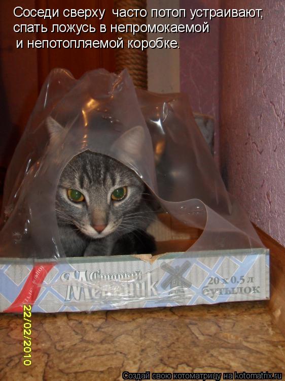 Котоматрица: Соседи сверху  часто потоп устраивают, спать ложусь в непромокаемой  и непотопляемой коробке.
