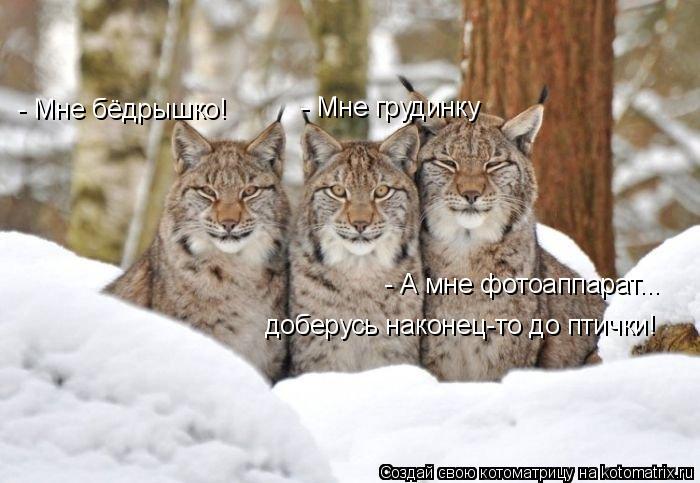 Котоматрица: - Мне бёдрышко! - Мне грудинку - А мне фотоаппарат... доберусь наконец-то до птички!