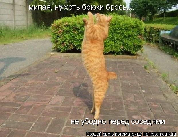 Котоматрица: милая, ну хоть брюки брось.... не убодно перед соседями