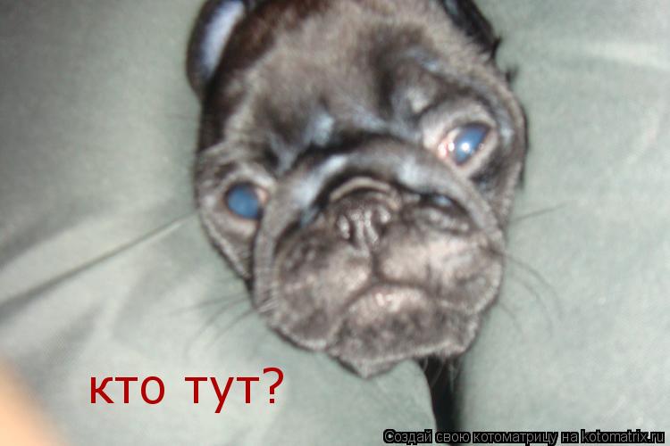 Котоматрица: кто тут?