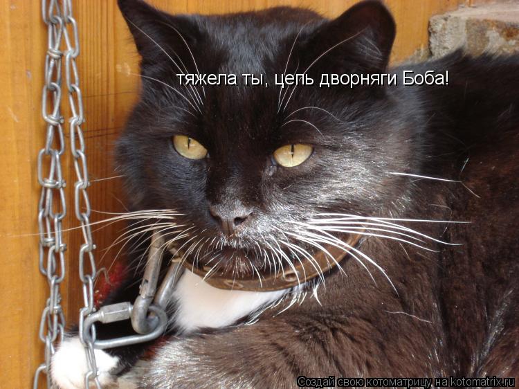 Котоматрица: тяжела ты, цепь дворняги Боба!