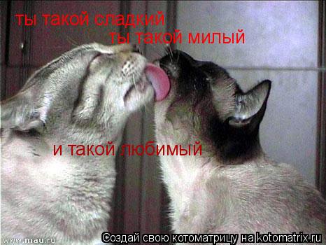 Котоматрица: ты такой сладкий ты такой милый и такой любимый