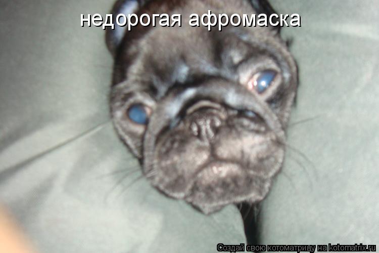 Котоматрица: недорогая афромаска