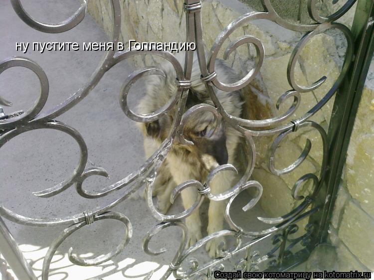 Котоматрица: ну пустите меня в Голландию