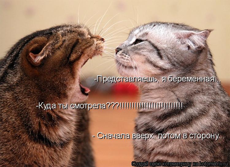 Котоматрица: -Представляешь, я беременная... -Куда ты смотрела???!!!!!!!!!!!!!!!!!!!!!!!!!! - Сначала вверх, потом в сторону...