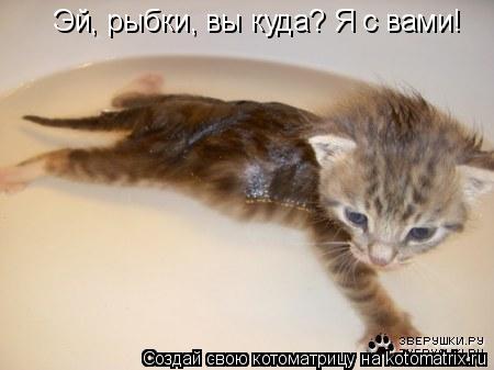 Котоматрица: Эй, рыбки, вы куда? Я с вами!