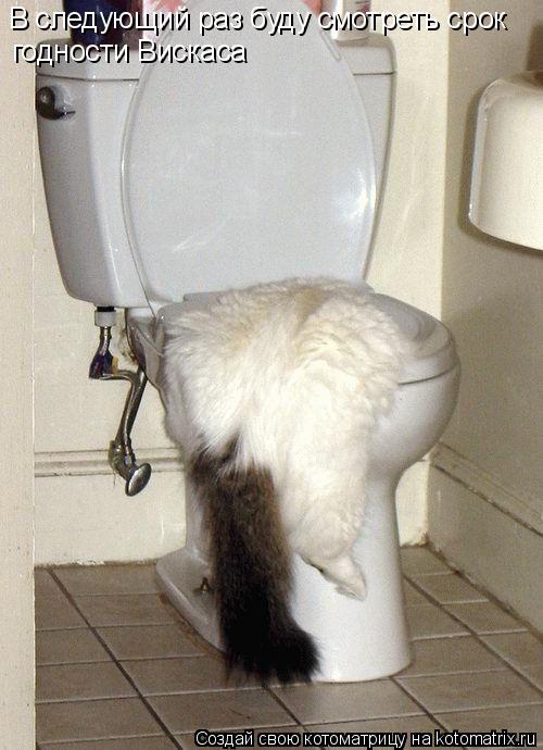 Котоматрица: В следующий раз буду смотреть срок годности Вискаса