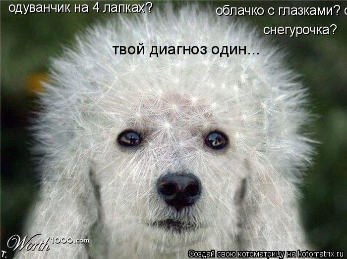 облачко с глазками? снегурочка? снегурочка? одуванчик на 4 лапках? твой диагноз один...... Котоматрица: облачко с глазками? снегурочка? снегурочка? одуванчик на 4 лапках? твой диагноз один...