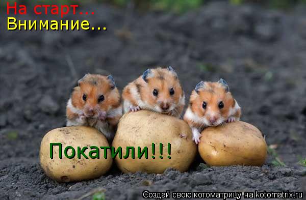 На старт... Внимание... Покатили!!!... Котоматрица: На старт... Внимание... Покатили!!!