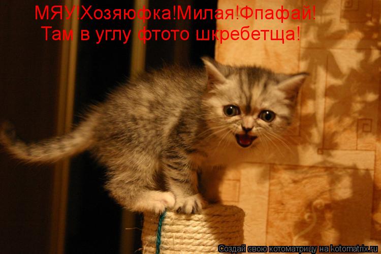 Там в углу фтото шкребетща! МЯУ!Хозяюфка!Милая!Фпафай!... Котоматрица: Там в углу фтото шкребетща! МЯУ!Хозяюфка!Милая!Фпафай!