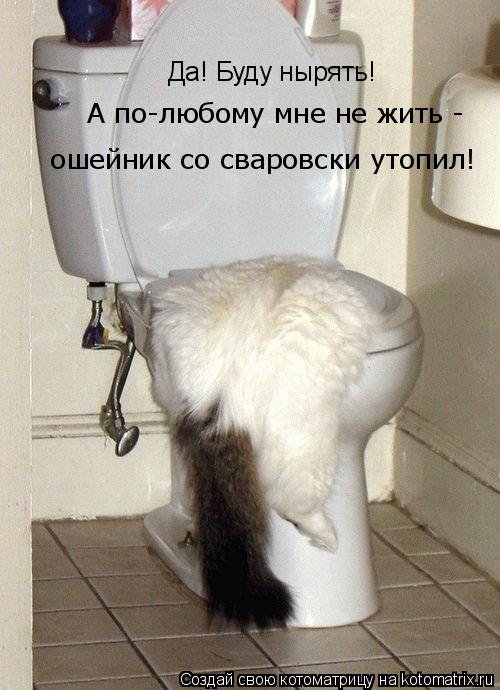 Да! Буду нырять! А по-любому мне не жить - ошейник со сваровски утопил!... Котоматрица: Да! Буду нырять! А по-любому мне не жить - ошейник со сваровски утопил!