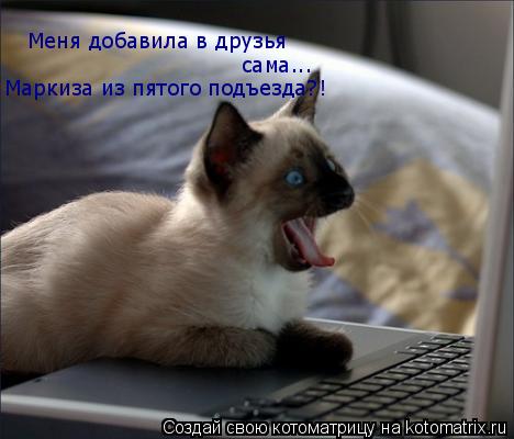 Котоматрица: Меня добавила в друзья сама... Маркиза из пятого подъезда?!