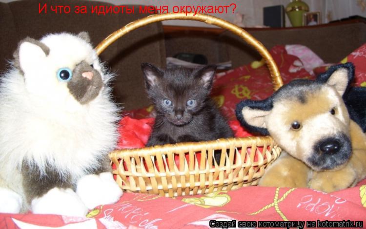 Котоматрица: И что за идиоты меня окружают?