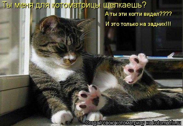 Котоматрица: Ты меня для котоматрицы щелкаешь? А ты эти когти видел???? И это только на задних!!!