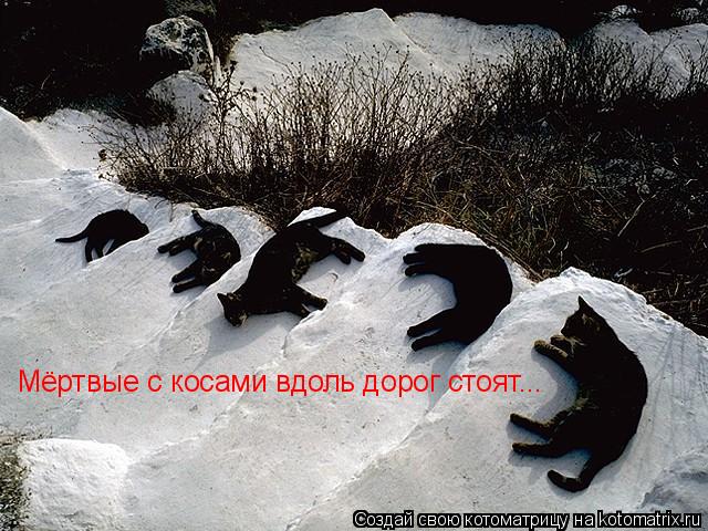 Котоматрица: Мёртвые с косами вдоль дорог стоят...