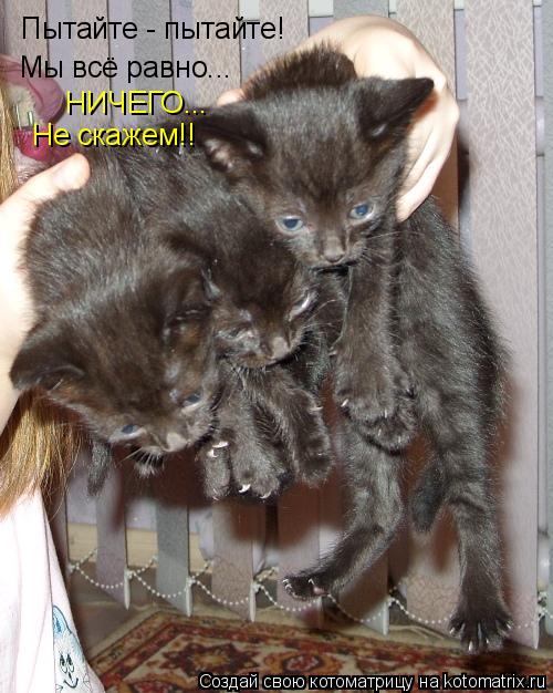 Котоматрица: Пытайте - пытайте! Мы всё равно... НИЧЕГО... Не скажем!!