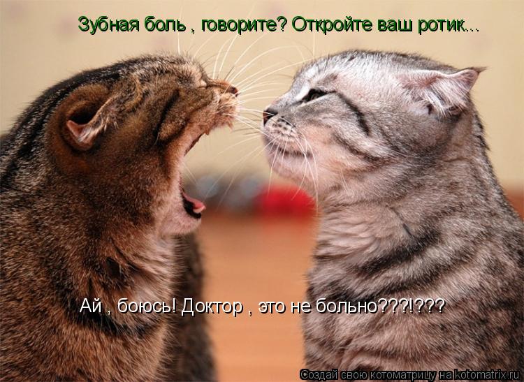 Котоматрица: Зубная боль , говорите? Откройте ваш ротик... Ай , боюсь! Доктор , это не больно???!???