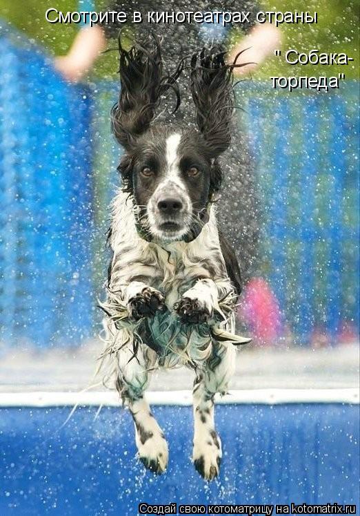 Котоматрица: Смотрите в кинотеатрах страны " Собака- торпеда"