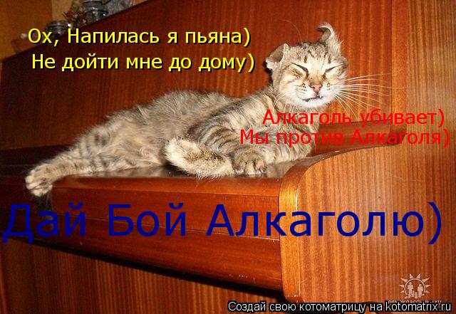 Котоматрица: Ох, Напилась я пьяна) Не дойти мне до дому) Алкаголь убивает) Мы против Алкаголя) Дай Бой Алкаголю)