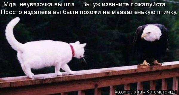 Мда, неувязочка вышла... Вы уж извините пожалуйста. Просто,издалека,вы были похожи на мааааленькую пт... Котоматрица: Мда, неувязочка вышла... Вы уж извините пожалуйста. Просто,издалека,вы были похожи на мааааленькую птичку.