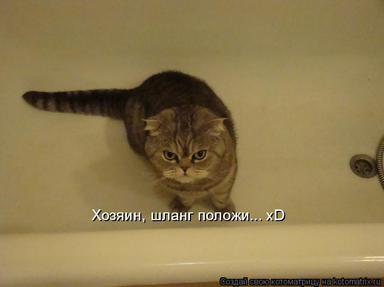 Котоматрица: Хозяин, шланг положи... хD