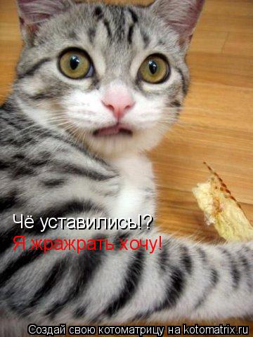 Котоматрица: Чё уставились!? Я жражрать хочу Чё уставились!?  Я жражрать хочу!