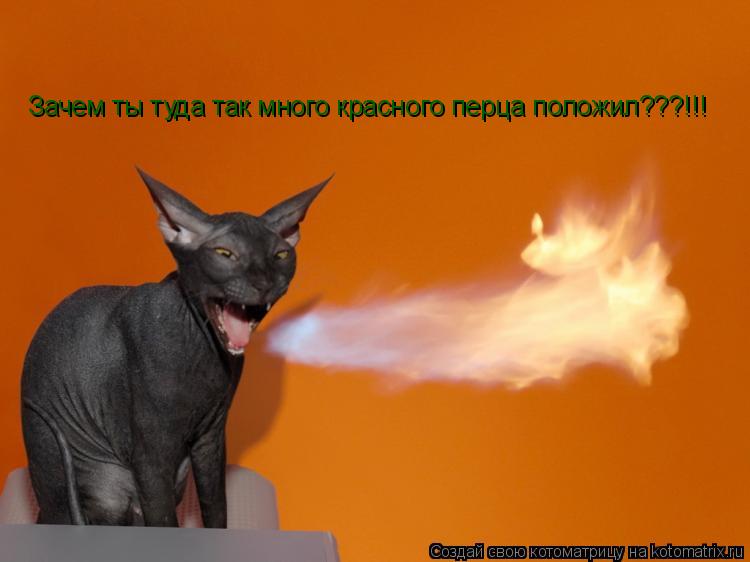 Котоматрица: Зачем ты туда так много красного перца положил???!!!