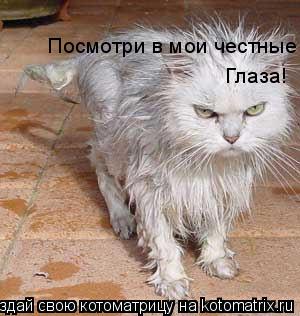Котоматрица: Посмотри в мои честные Глаза!