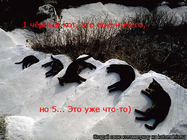 Котоматрица: 1 чёрный кот, это ещё ничего, но 5... Это уже что-то)