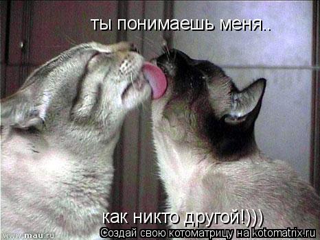 Котоматрица: ты понимаешь меня.. как никто другой!)))