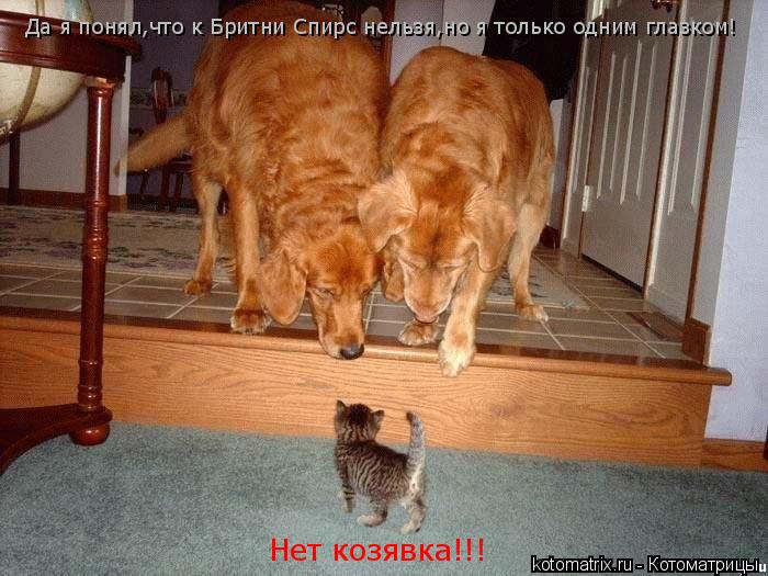 Котоматрица: Да я понял,что к Бритни Спирс нельзя,но я только одним глазком! Нет козявка!!!