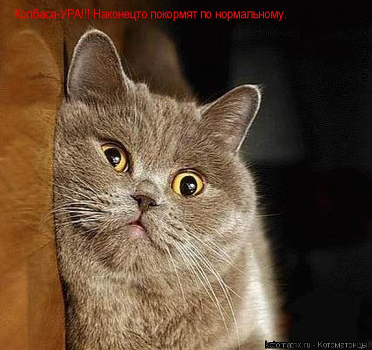 Котоматрица: Колбаса-УРА!!! Наконецто покормят по нормальному.