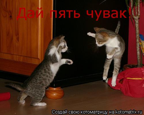 Котоматрица: Дай пять чувак!
