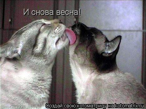 Котоматрица: И снова весна!