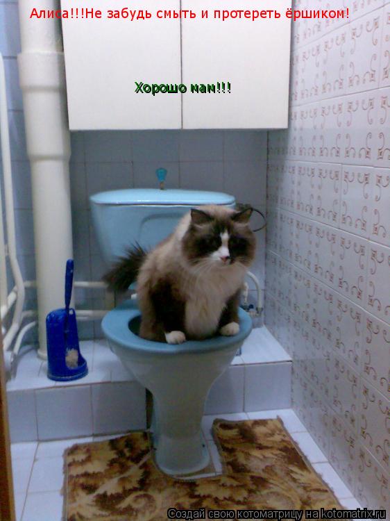 Котоматрица: Алиса!!!Не забудь смыть и протереть ёршиком! Хорошо мам!!!