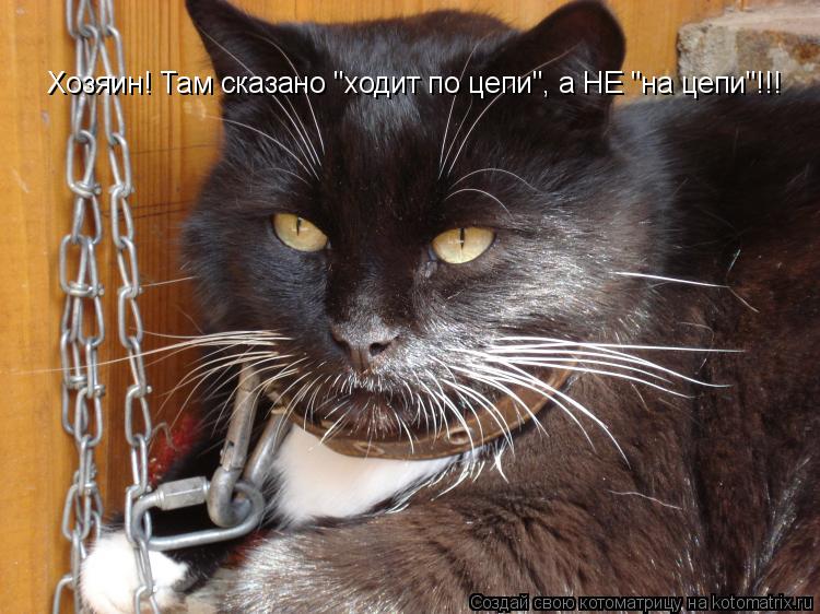 Котоматрица: Хозяин! Там сказано "ходит по цепи", а НЕ "на цепи"!!!