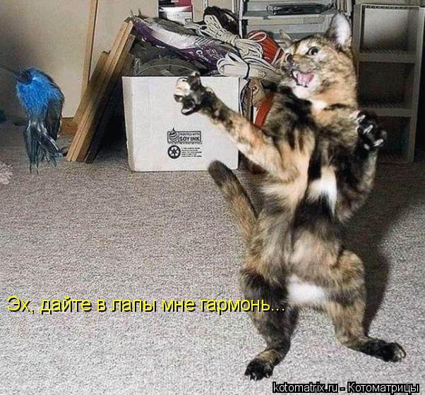 Котоматрица: Эх, дайте в лапы мне гармонь...