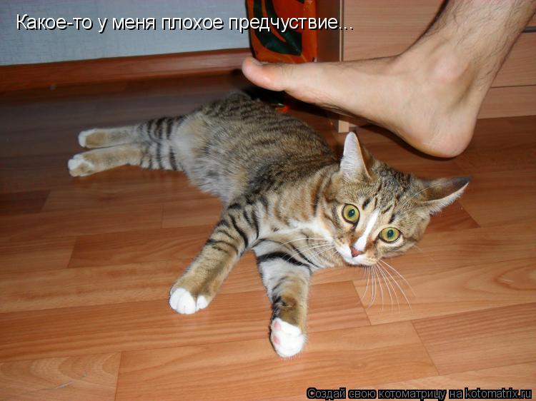 Котоматрица: Какое-то у меня плохое предчуствие...