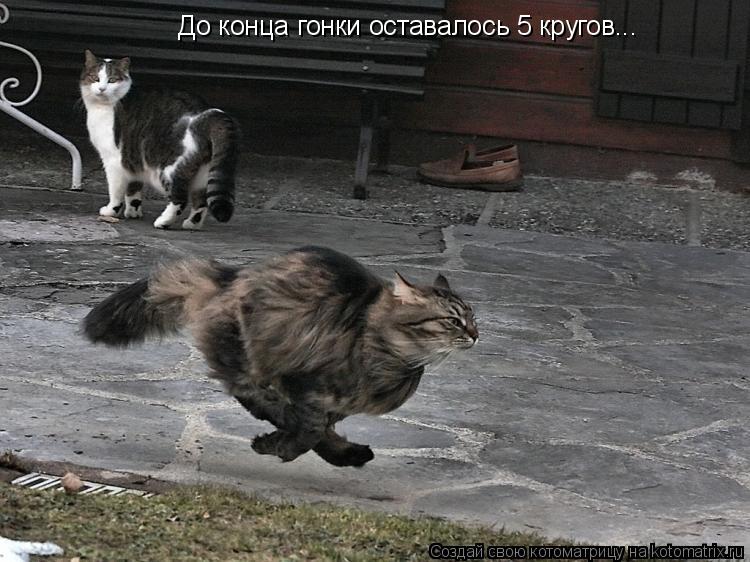 Котоматрица: До конца гонки оставалось 5 кругов...