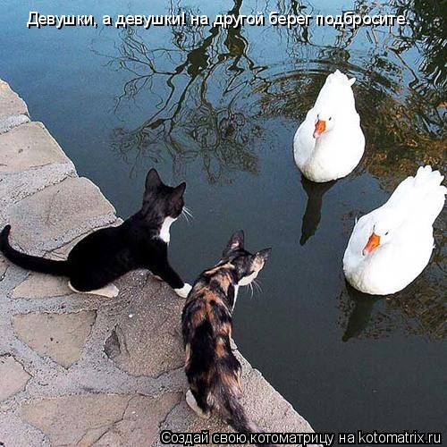 Котоматрица: Девушки, а девушки! на другой берег подбросите.
