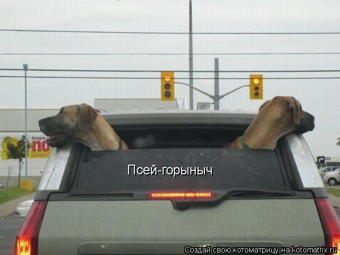 Котоматрица: Псей-горыныч