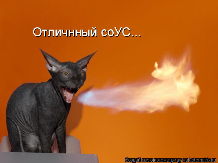 Котоматрица: Отличнный соУС...