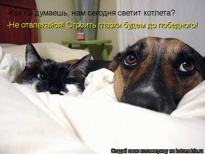 -Как ты думаешь, нам сегодня светит котлета? -Не отвлекайся! Строить глазки будем до победного!... Котоматрица: -Как ты думаешь, нам сегодня светит котлета? -Не отвлекайся! Строить глазки будем до победного!